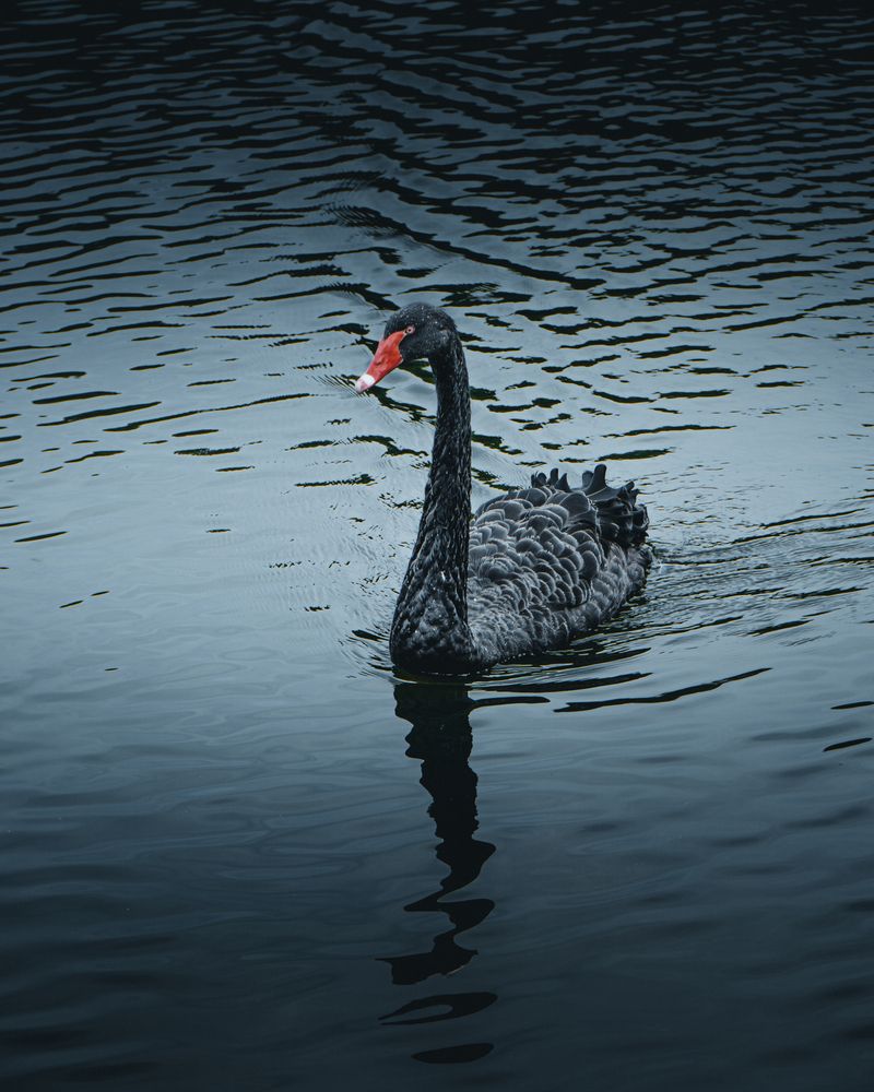 Photograph by Nikolai Nikolin