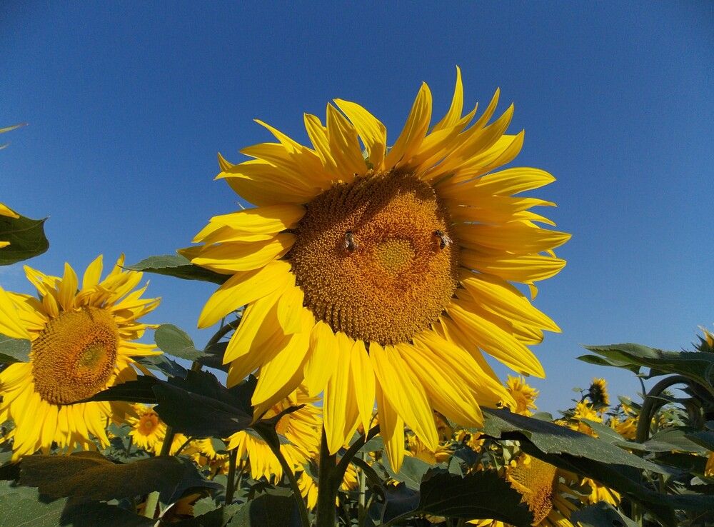 Photograph by Любовь Войводич