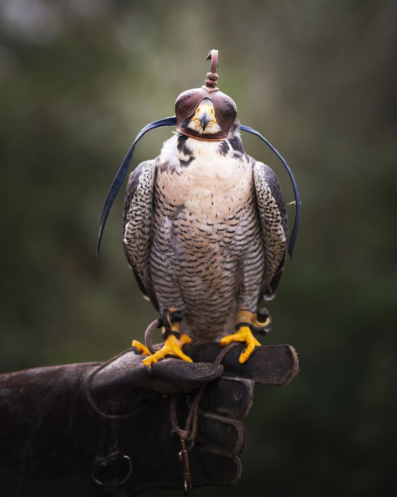 Peregrine falcon