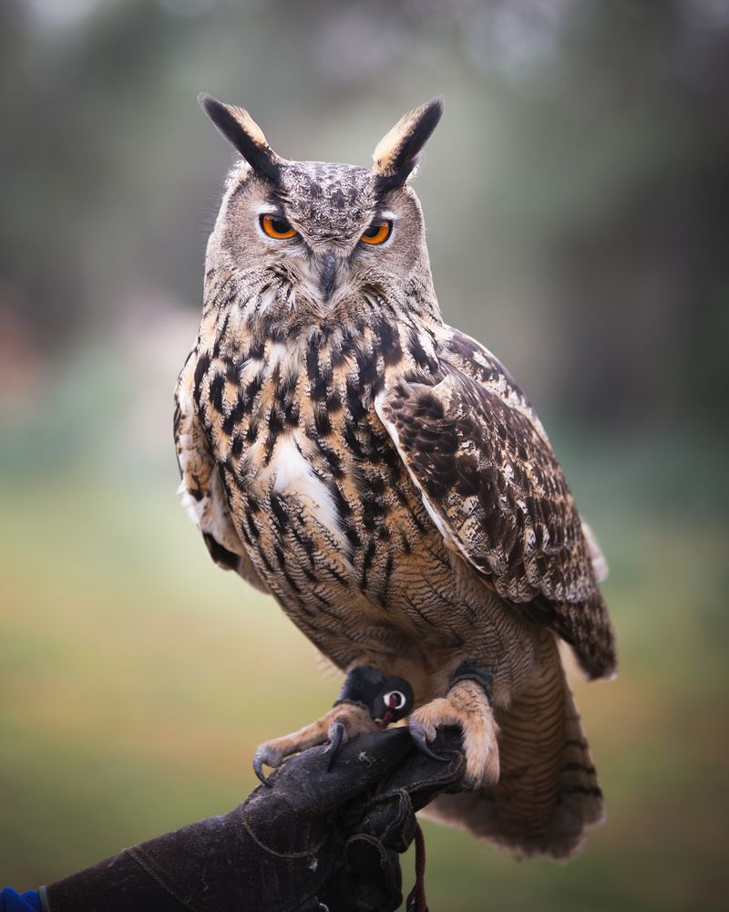 Eagle owl