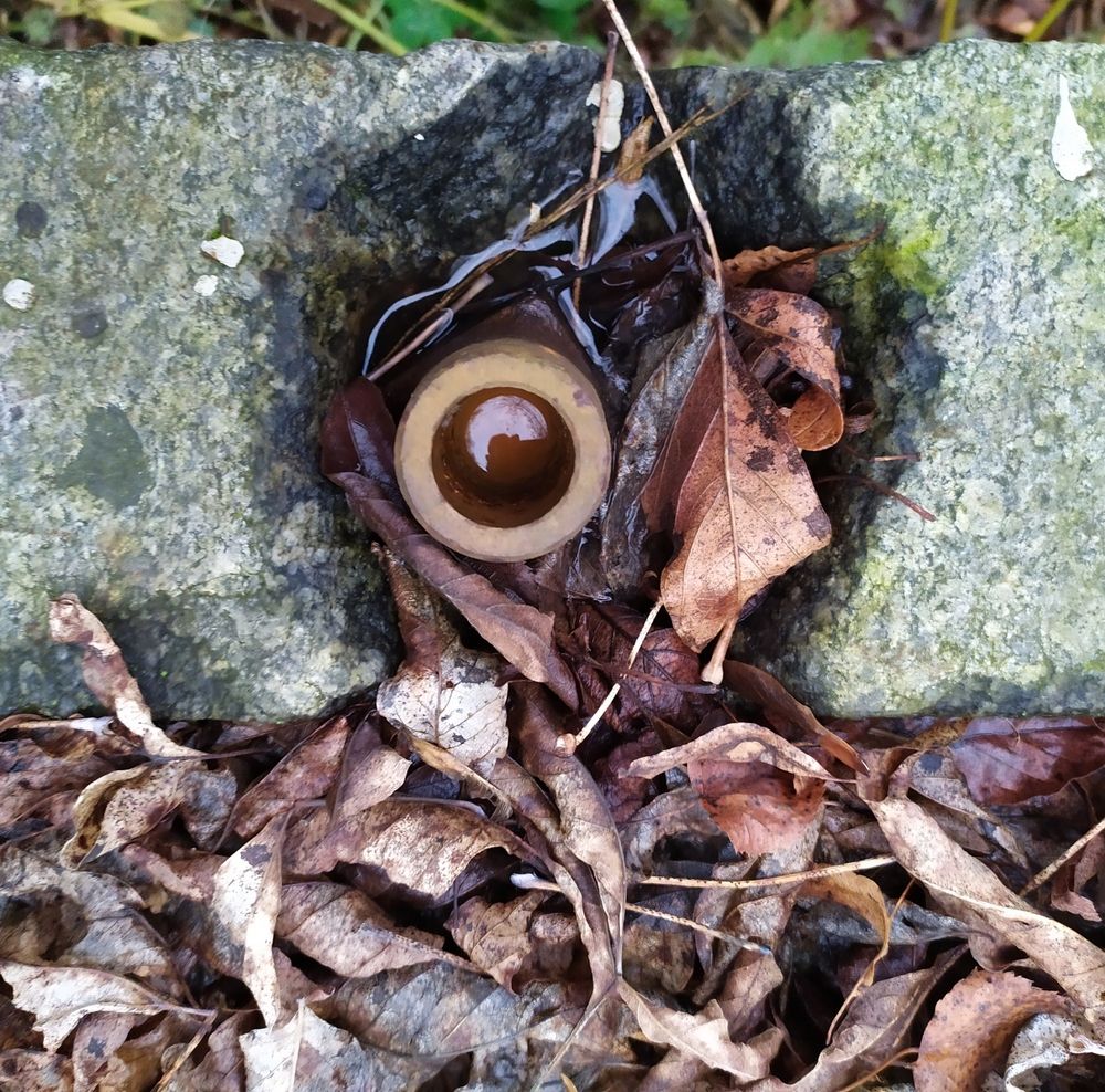 Одноглазый лесовик