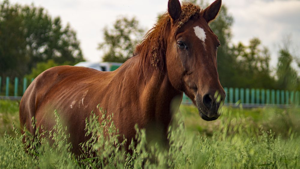 Фотография автора Роман Чернышов