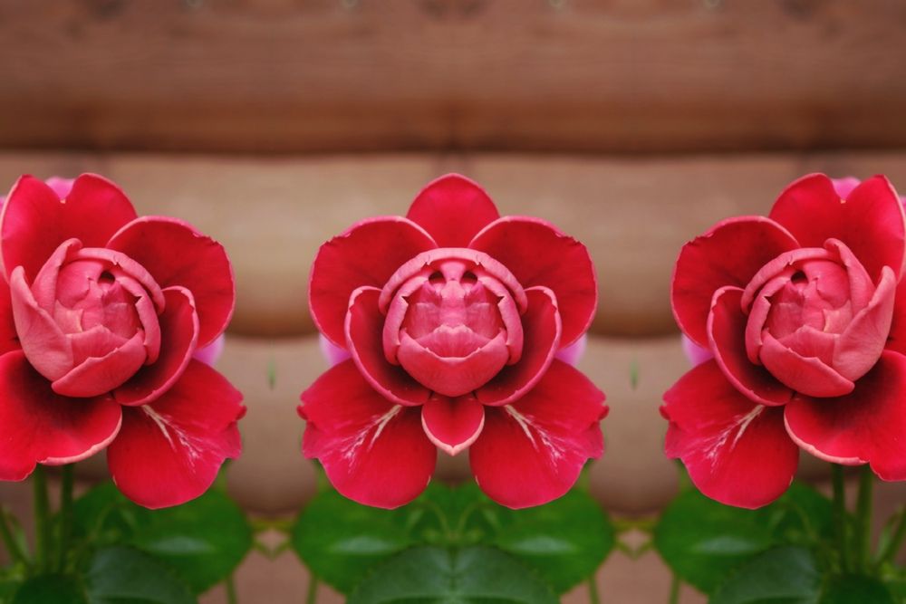 Photograph by Наталия Питолина