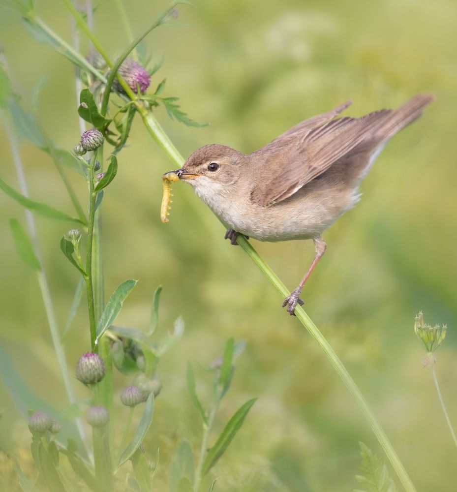 Фотография автора Елена Хорохорина