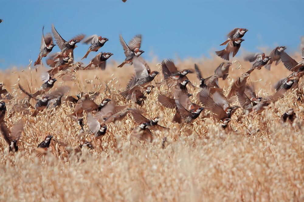 Photograph by Thierry Lagnel
