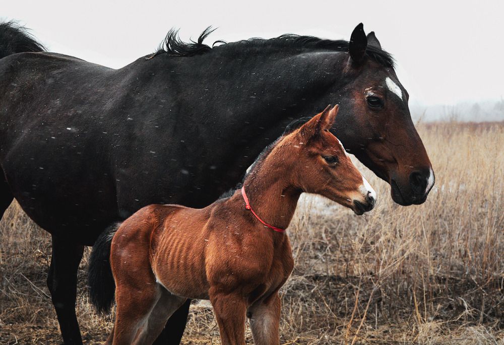 Фотография автора Ирина Ненашева
