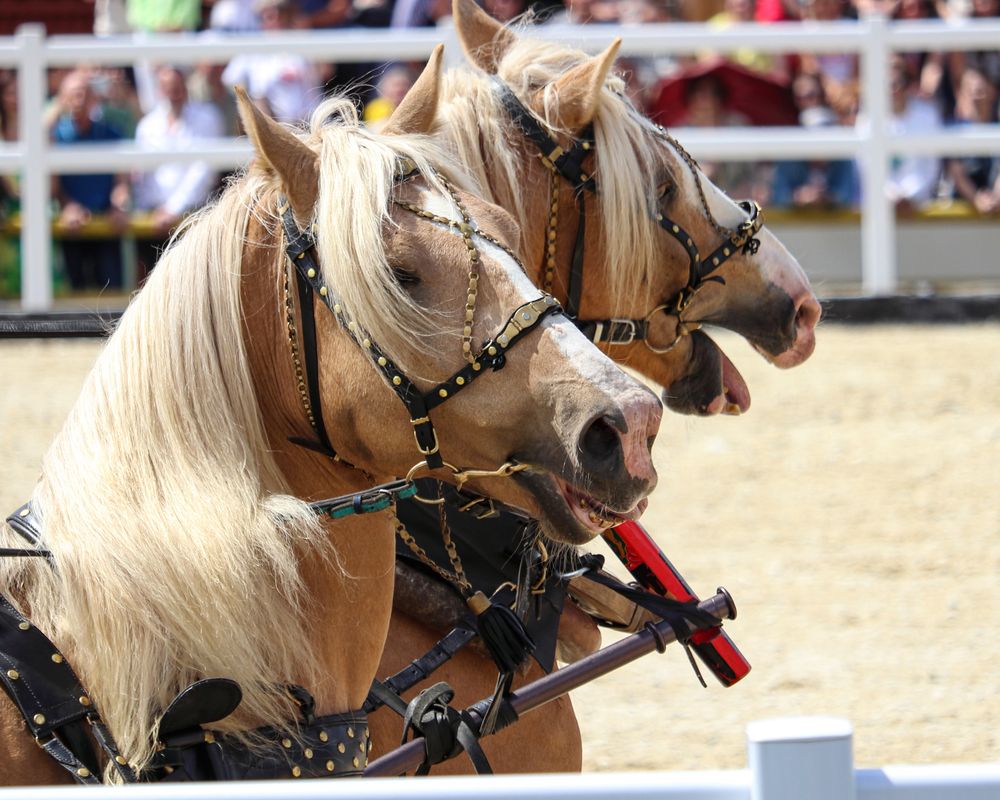 Фотография автора Воронина Татьяна