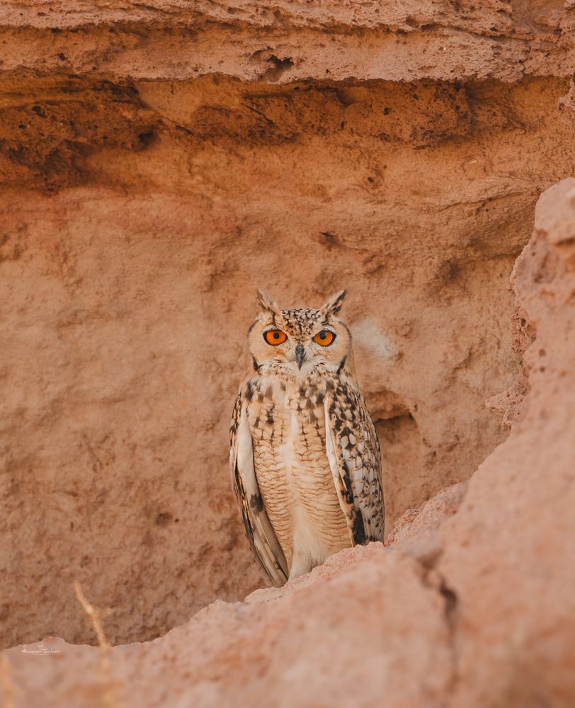 Photograph by Suneer S Subair