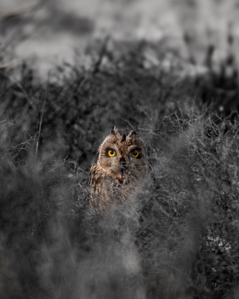 Photograph by Suneer S Subair