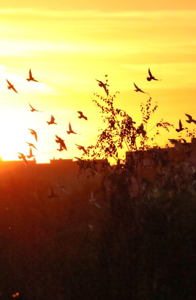 Голуби предвестники мира