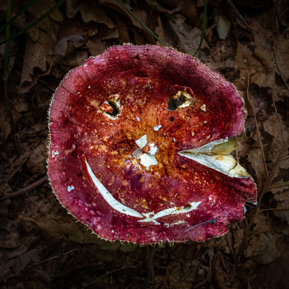 Фотография автора Ольга Мусиенко