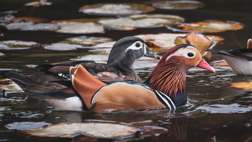 Photograph by Анастасия Богомолова