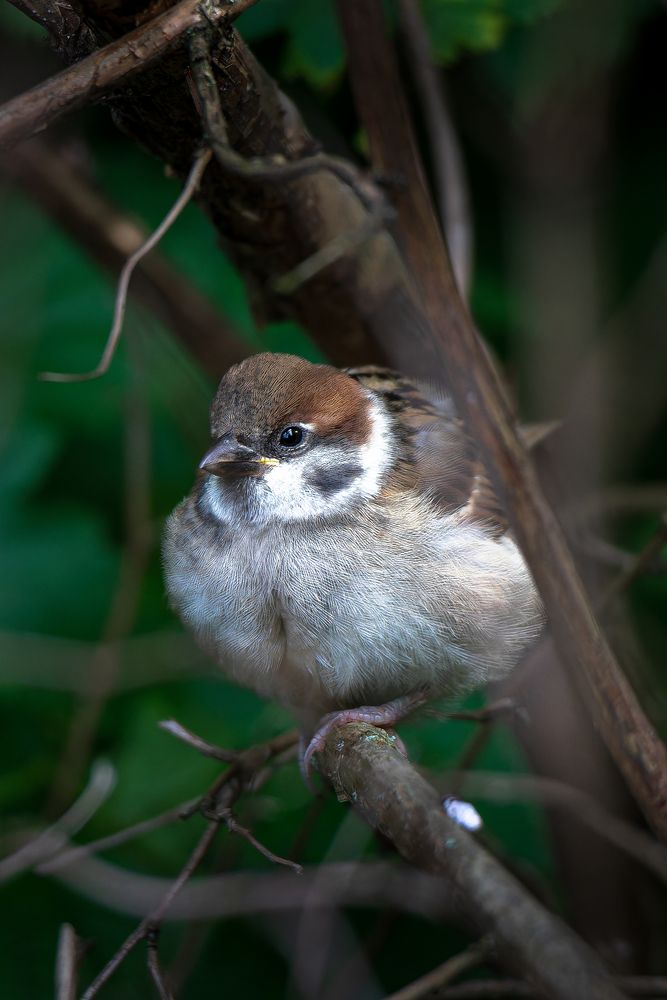 Photograph by Ivan Pudov