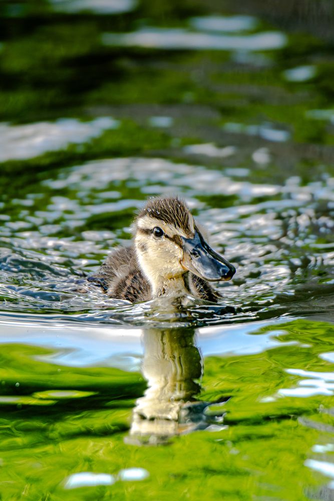 Photograph by Ivan Pudov