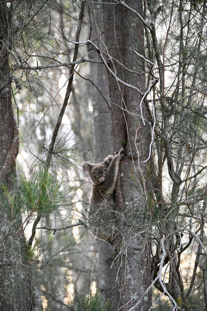 KOALA TIME
