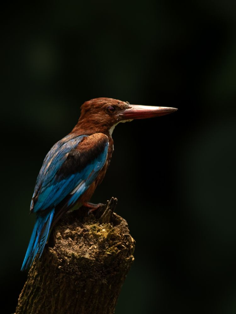 Photograph by Aboobacker Siddique