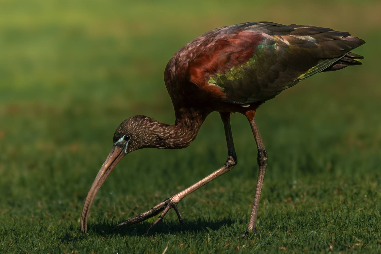 Фотография #13102115