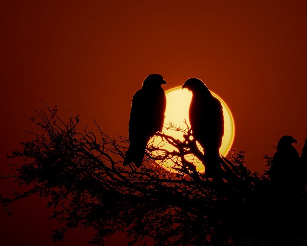 Фотография автора APS KUMAR