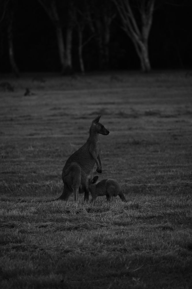 Photo #13102124