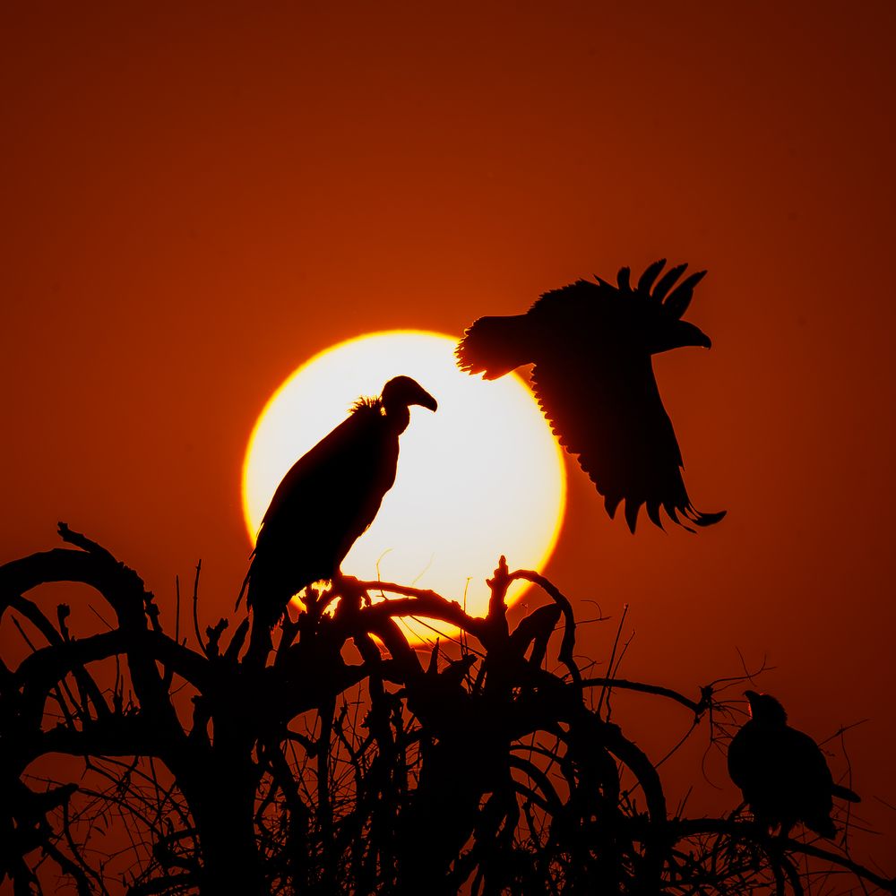 Фотография автора APS KUMAR