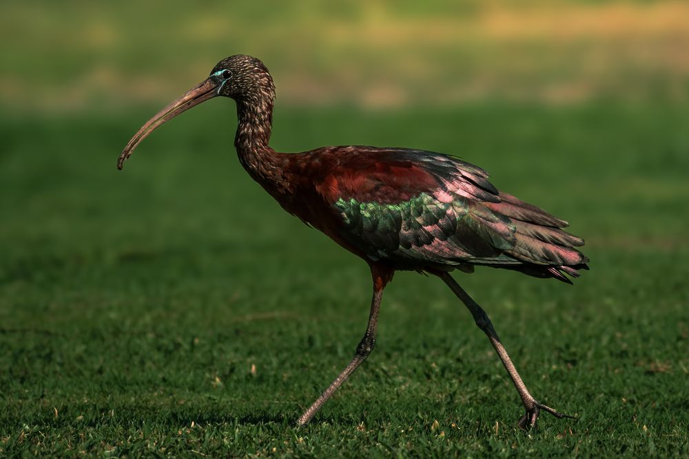 Photograph by Aboobacker Siddique