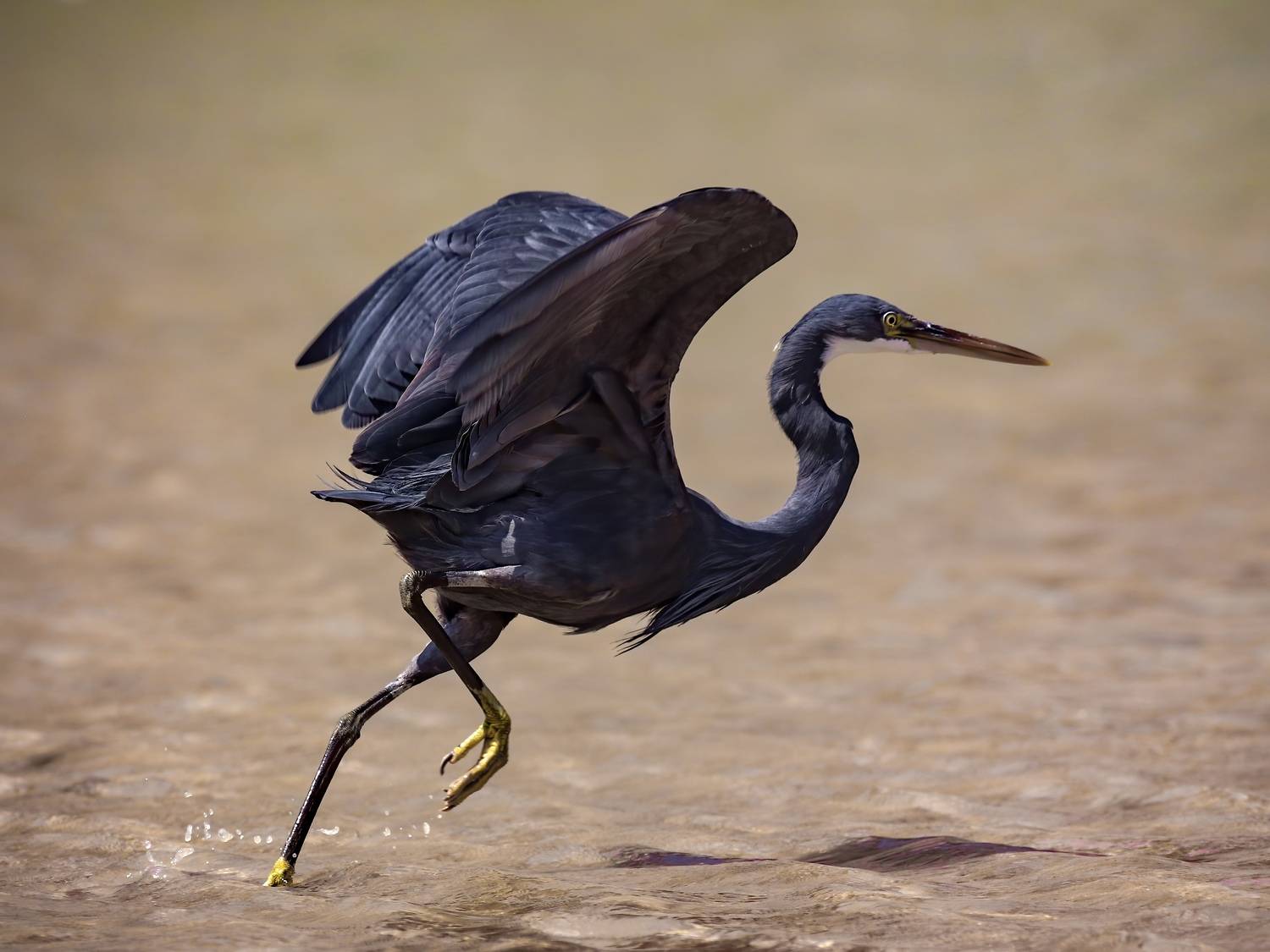 Фотография #13102191