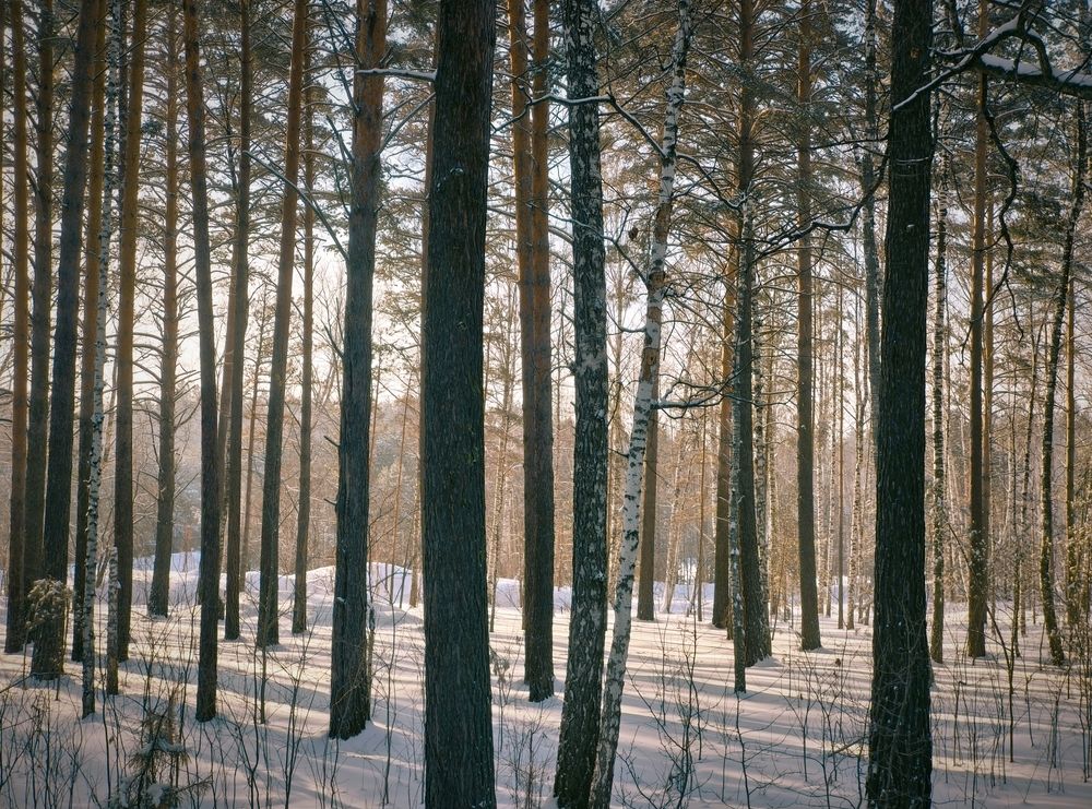 Photograph by Александр Лунин