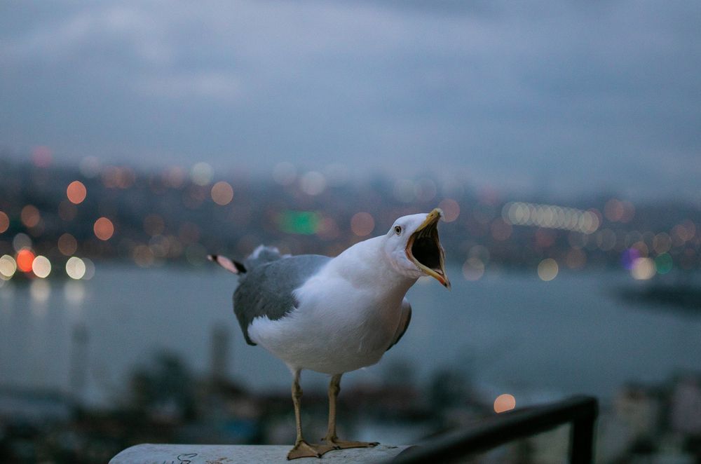 Photo #13102268