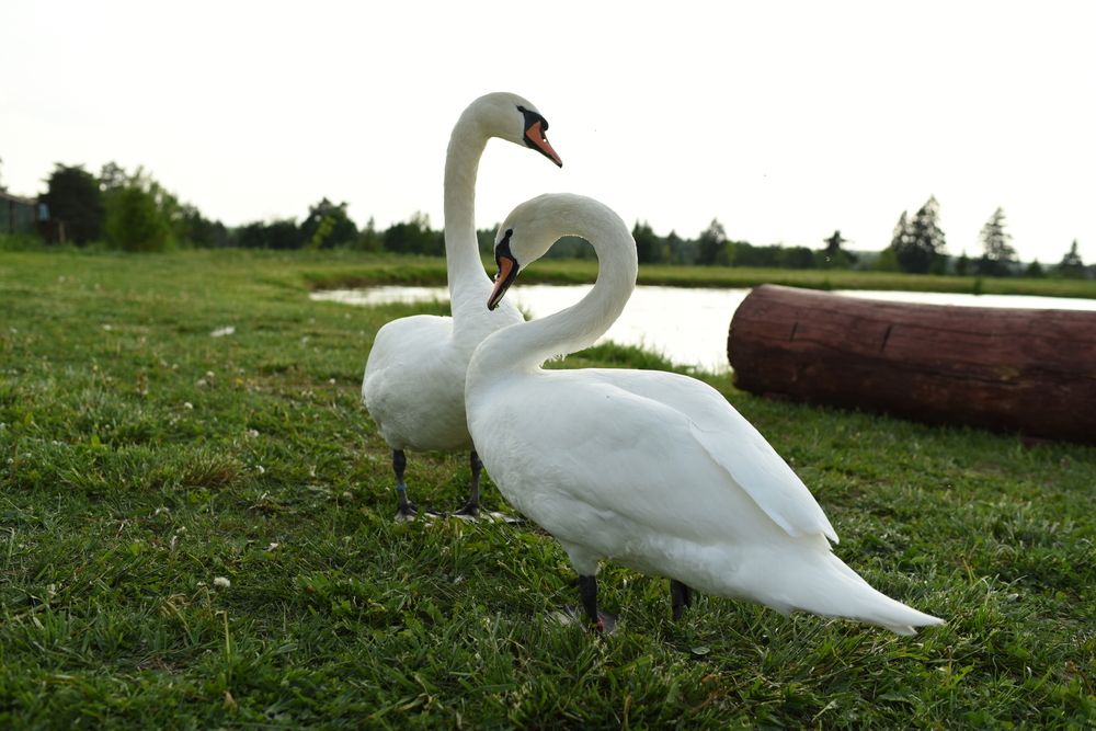 Photograph by Виктория Кос