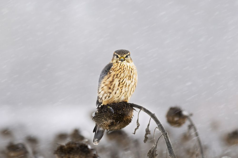 Photograph by Валерий Черняк