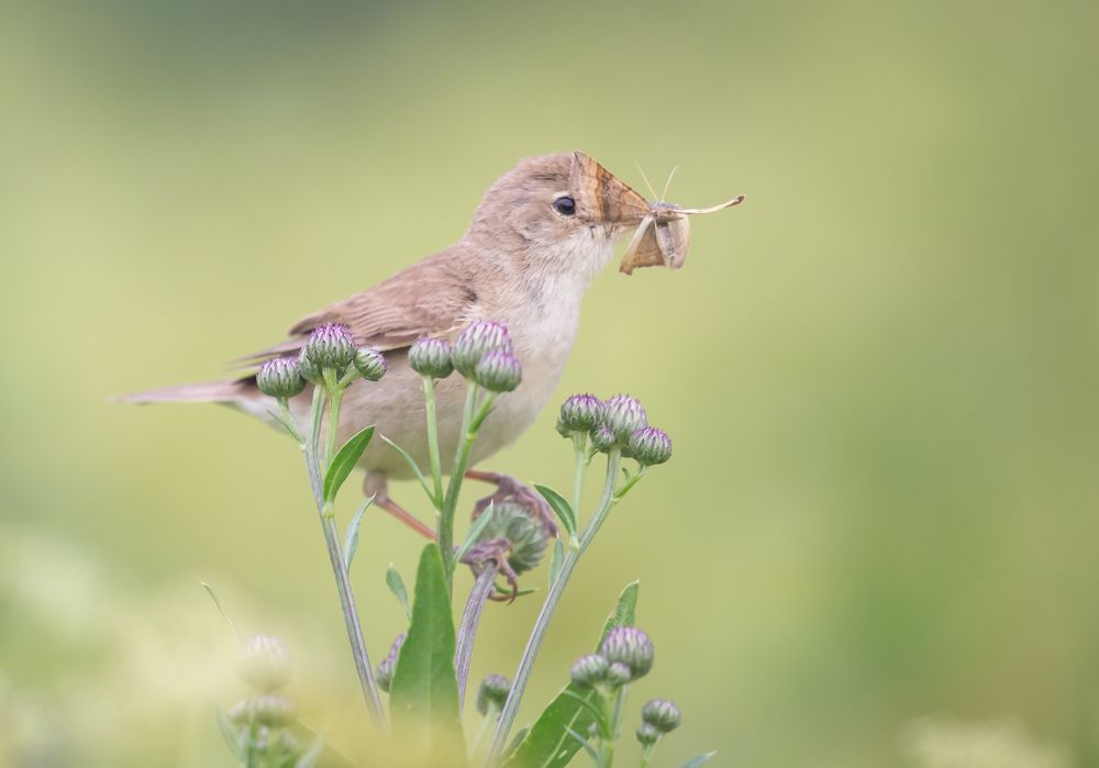 Фотография автора Елена Хорохорина