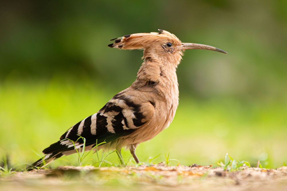 Фотография автора Alexei Kriptozoy