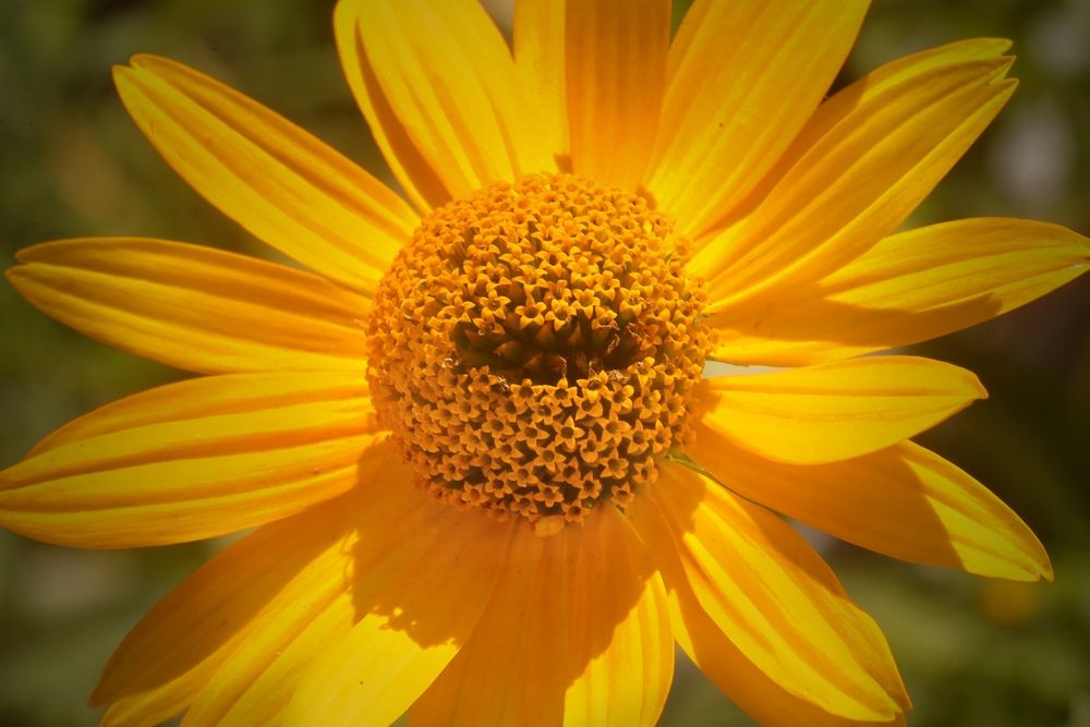 Фотография автора Татьяна Бравая