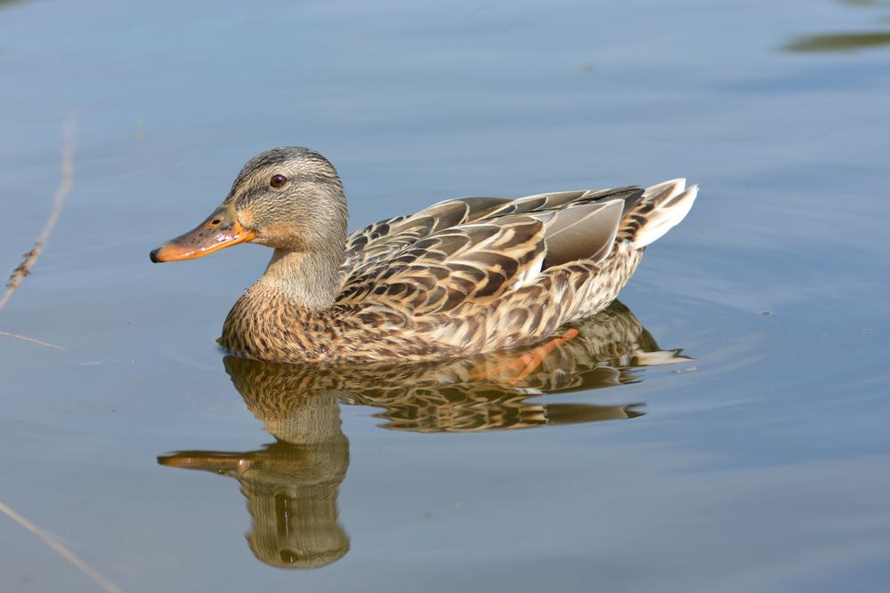 Photograph by Виктория Кос