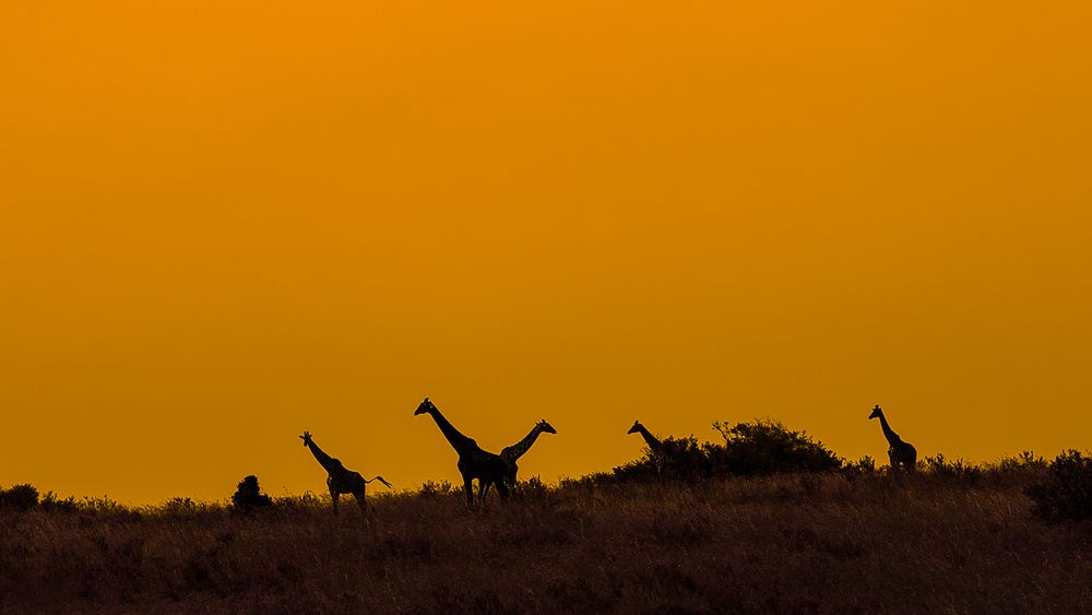 African Silhouttes!