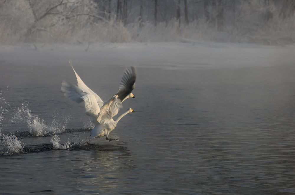 Photograph by Галина Хвостенко