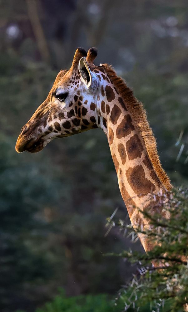 Wild Portraits!