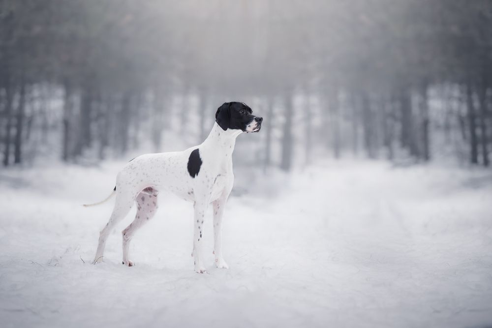 White Horizon