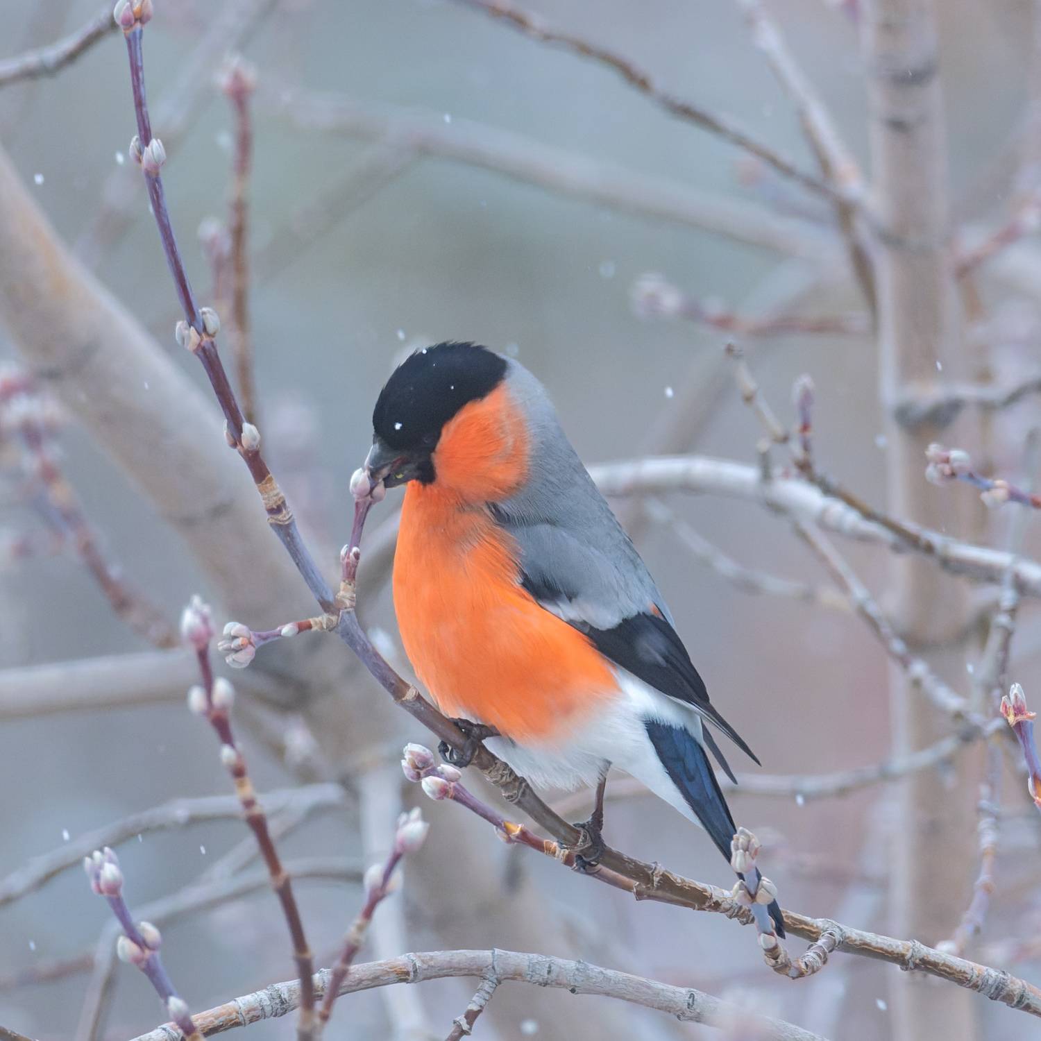 Фотография #13102829