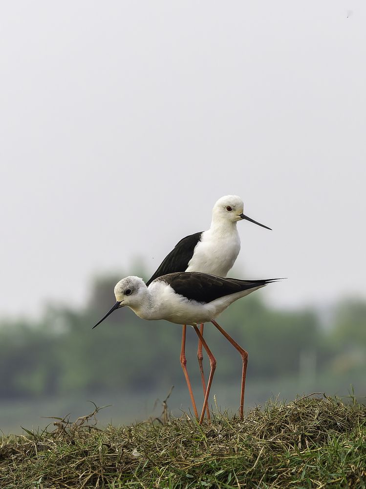 Black-winged Stilt