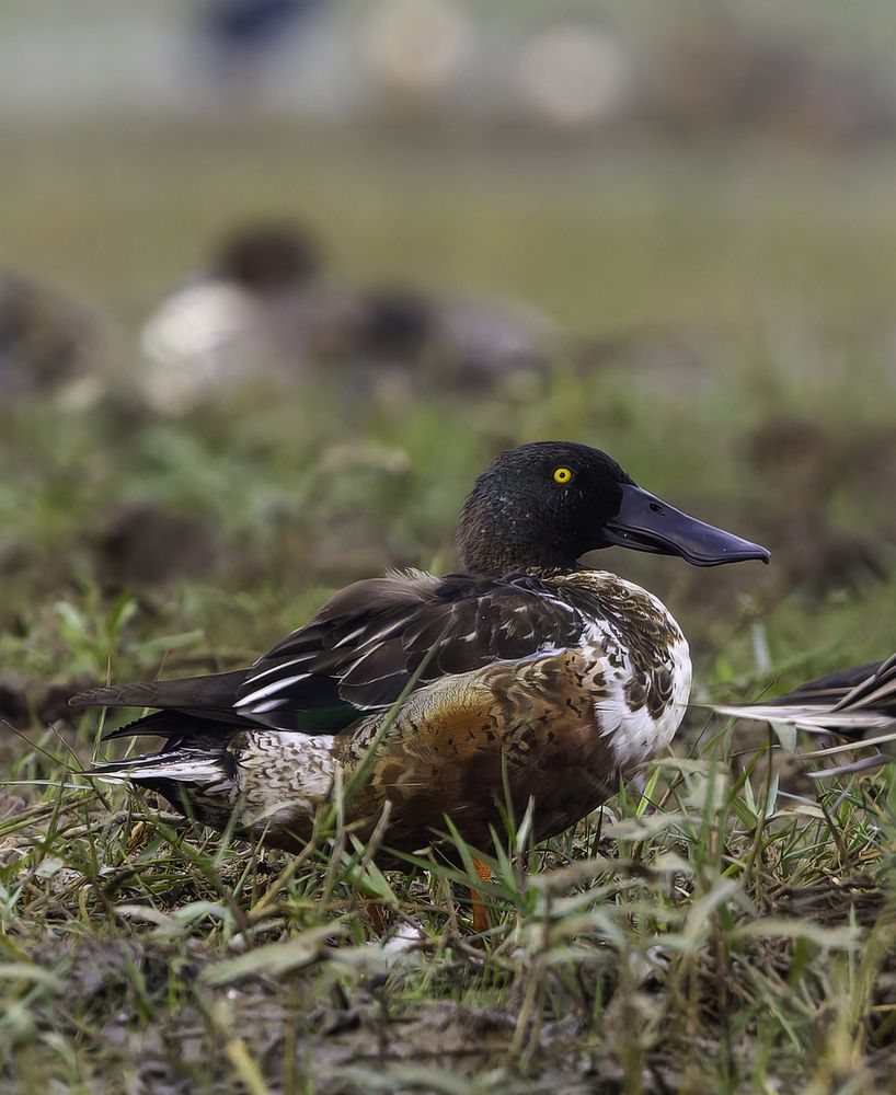 Northern Shoveler