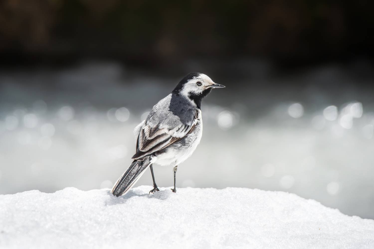 Фотография #13102941