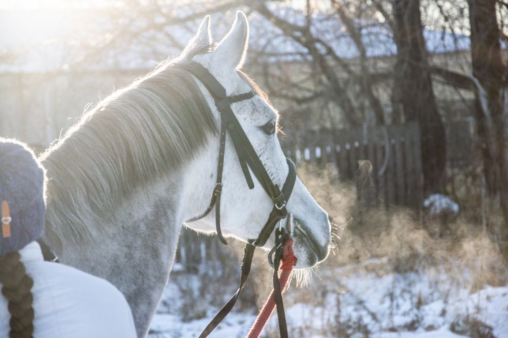 Фотография автора Дмитрий Анисимов