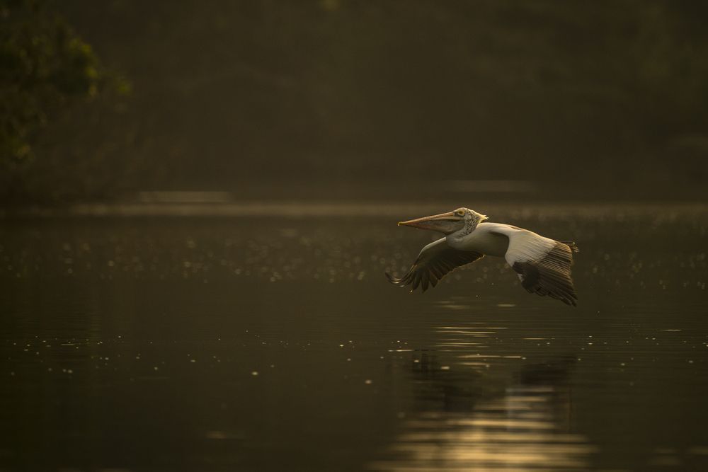 Photograph by Narayanan Iyer