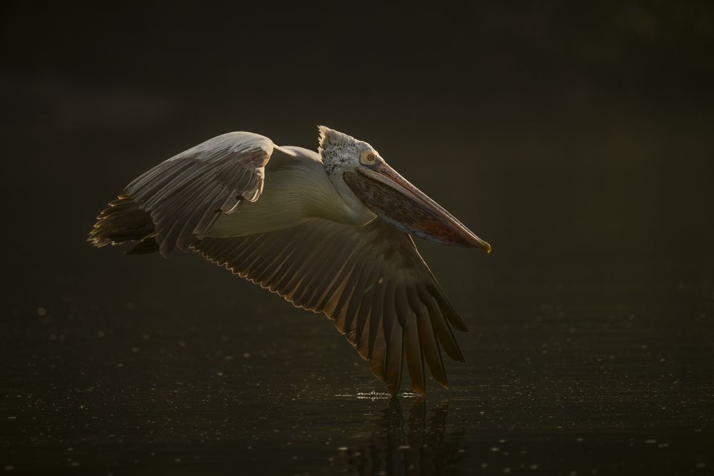 Photograph by Narayanan Iyer