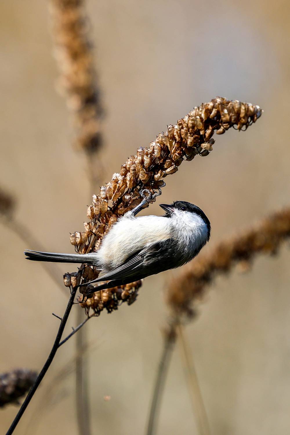 Фотография #13103071