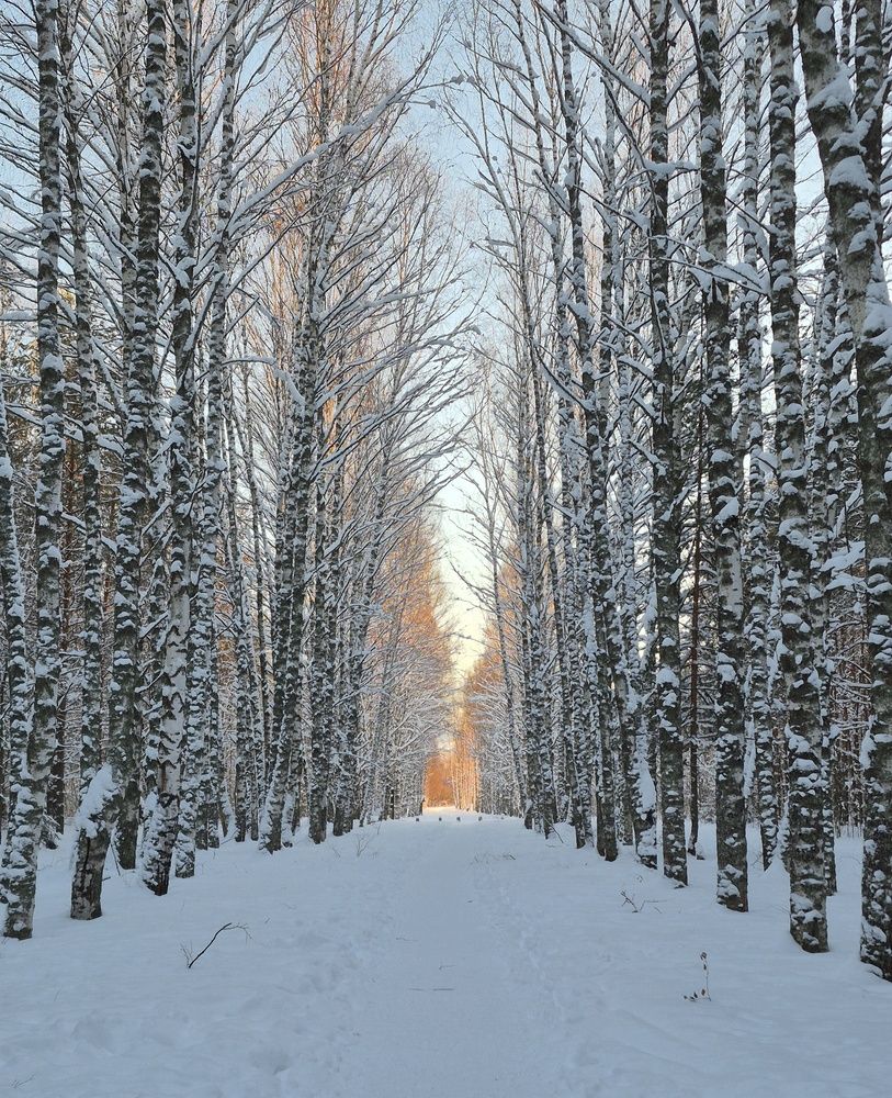 К Светлояру