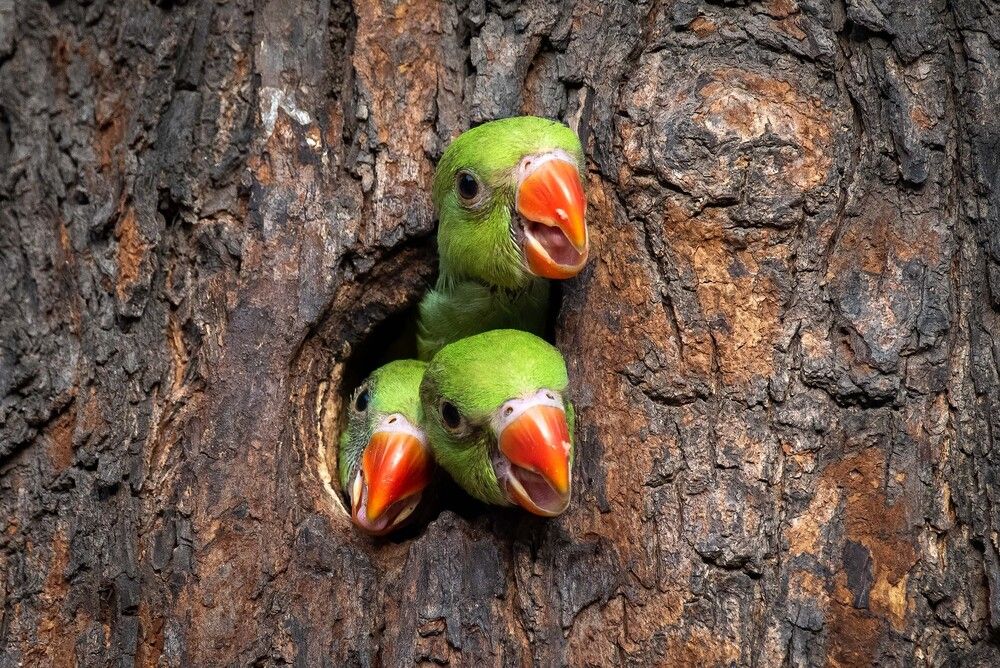 Photograph by Anuj Jain