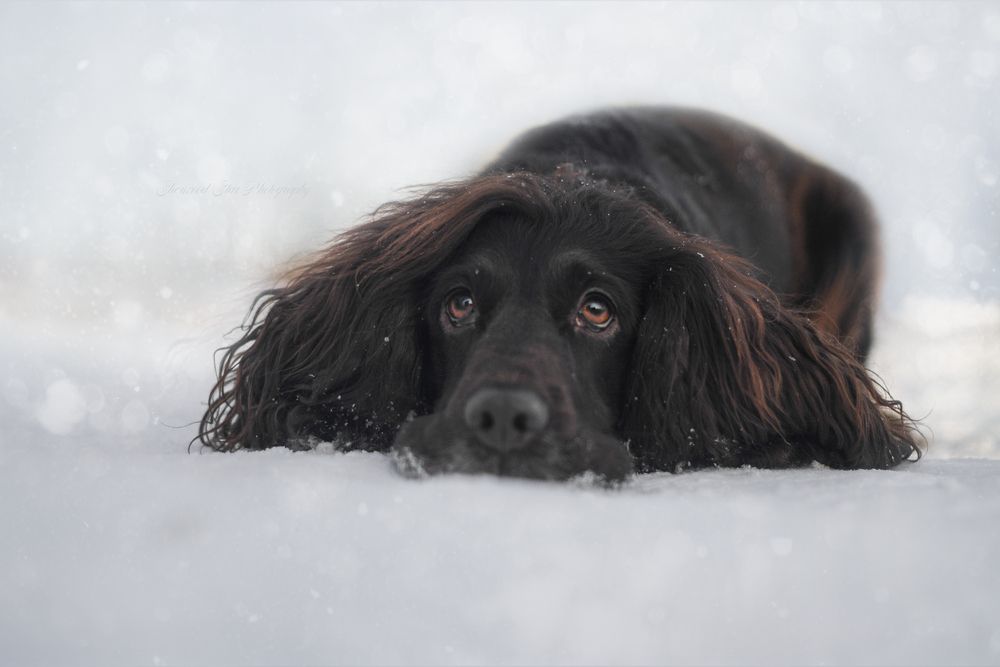 Photo #13103164