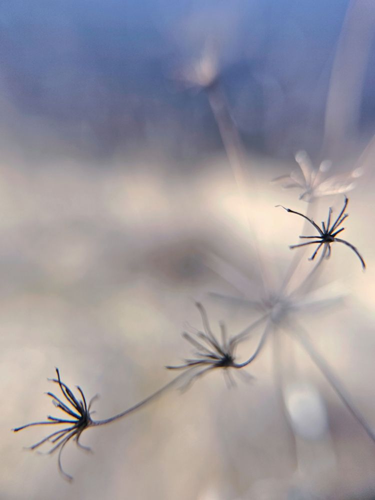 Фотография автора Светлана Болтовская